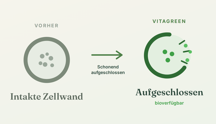 Grafik: Chlorella-Zelle mit fester Zellwand, die schonend aufgeschlossen wird