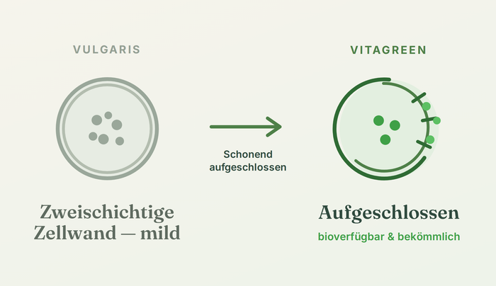 Grafik: Chlorella-vulgaris-Zelle mit zweischichtiger Zellwand, die schonend aufgeschlossen wird