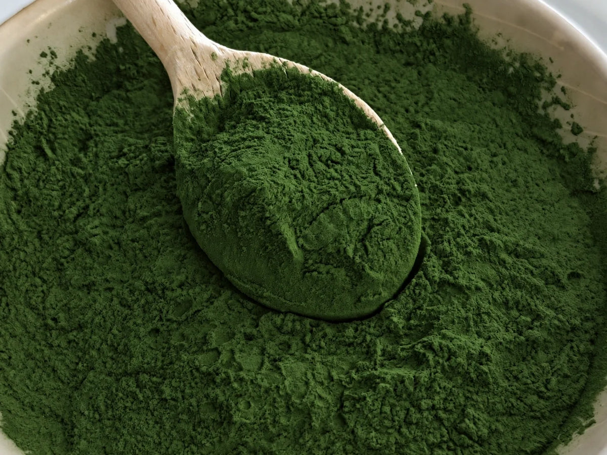 Holzlöffel in grünem Chlorella-Pulver, Nahaufnahme
