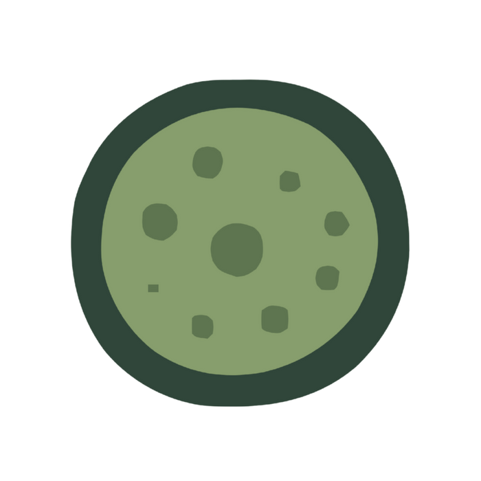 Grafik: die ganze Chlorella-Zelle