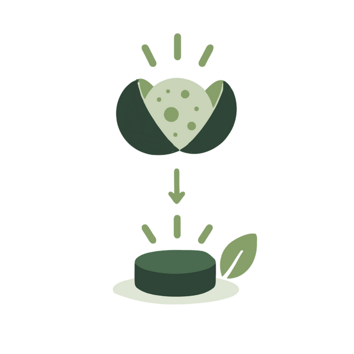 Grafik: aufgebrochene Algenzelle wird zu einem Pressling gepresst