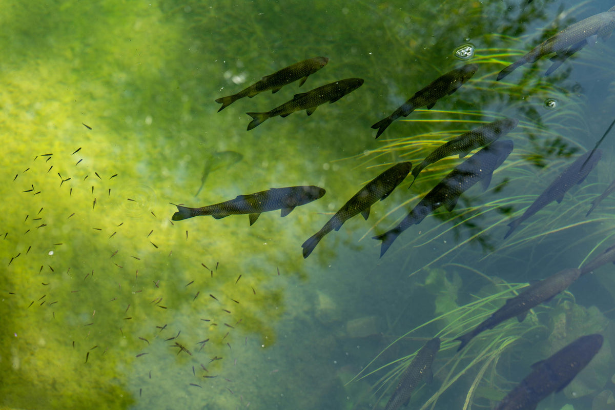 Fische schwimmen durch grünes, algenreiches Wasser
