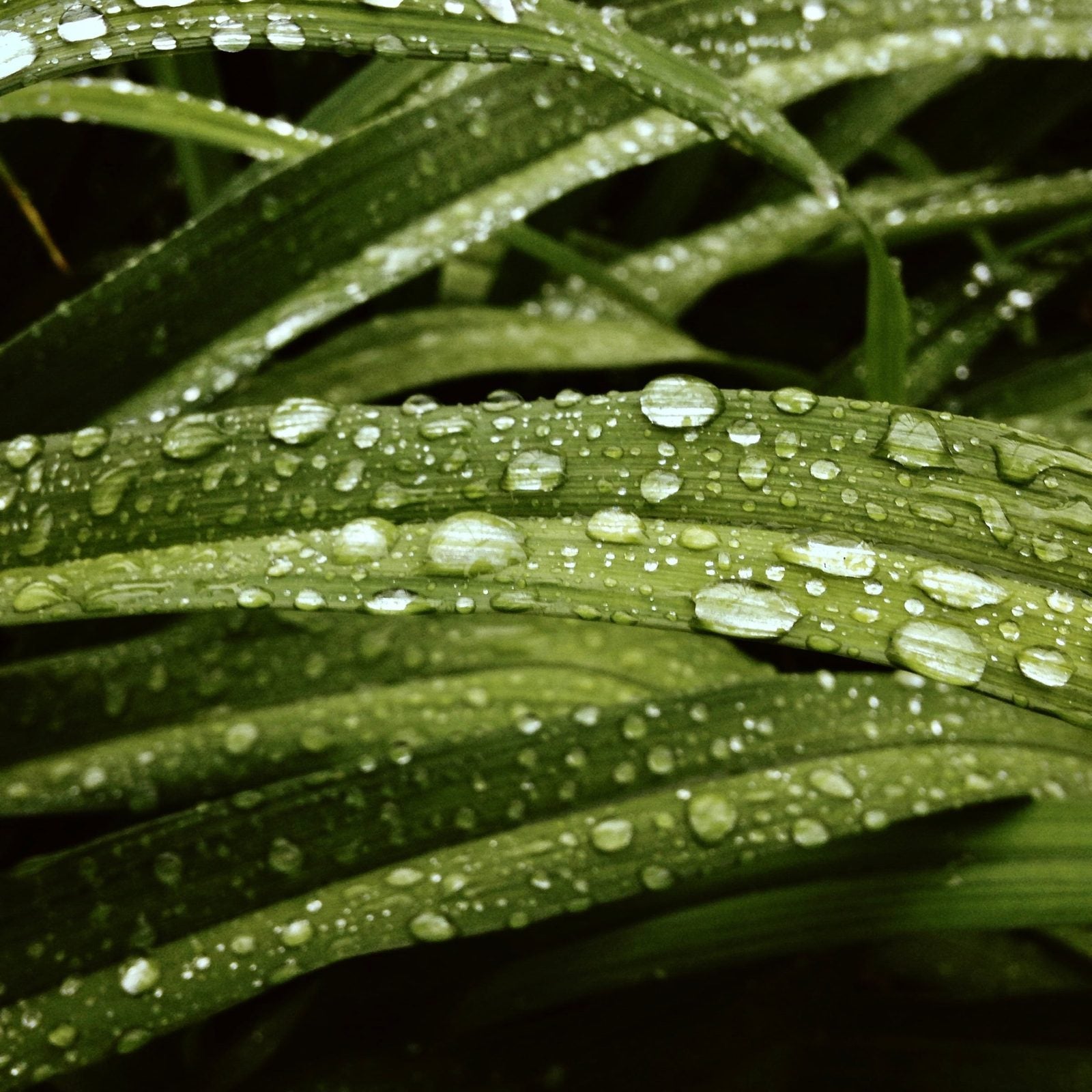 Wassertropfen auf langen grünen Blättern, Nahaufnahme